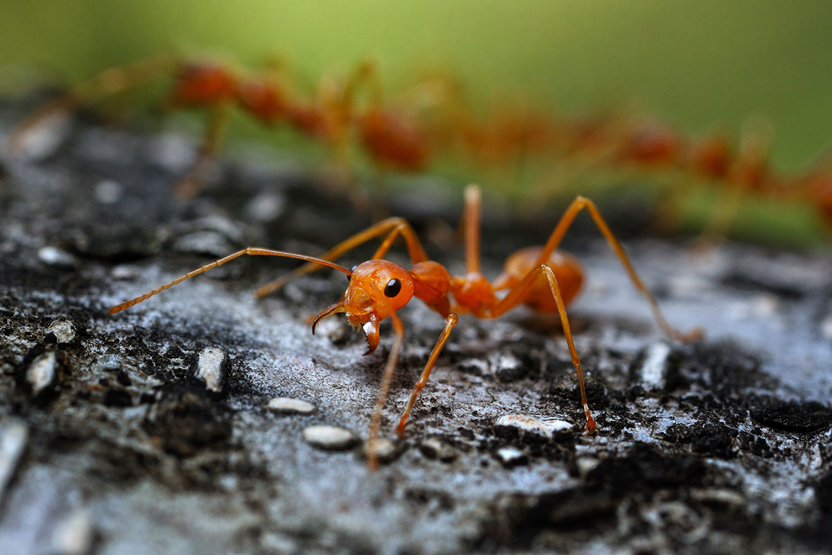 fire ant