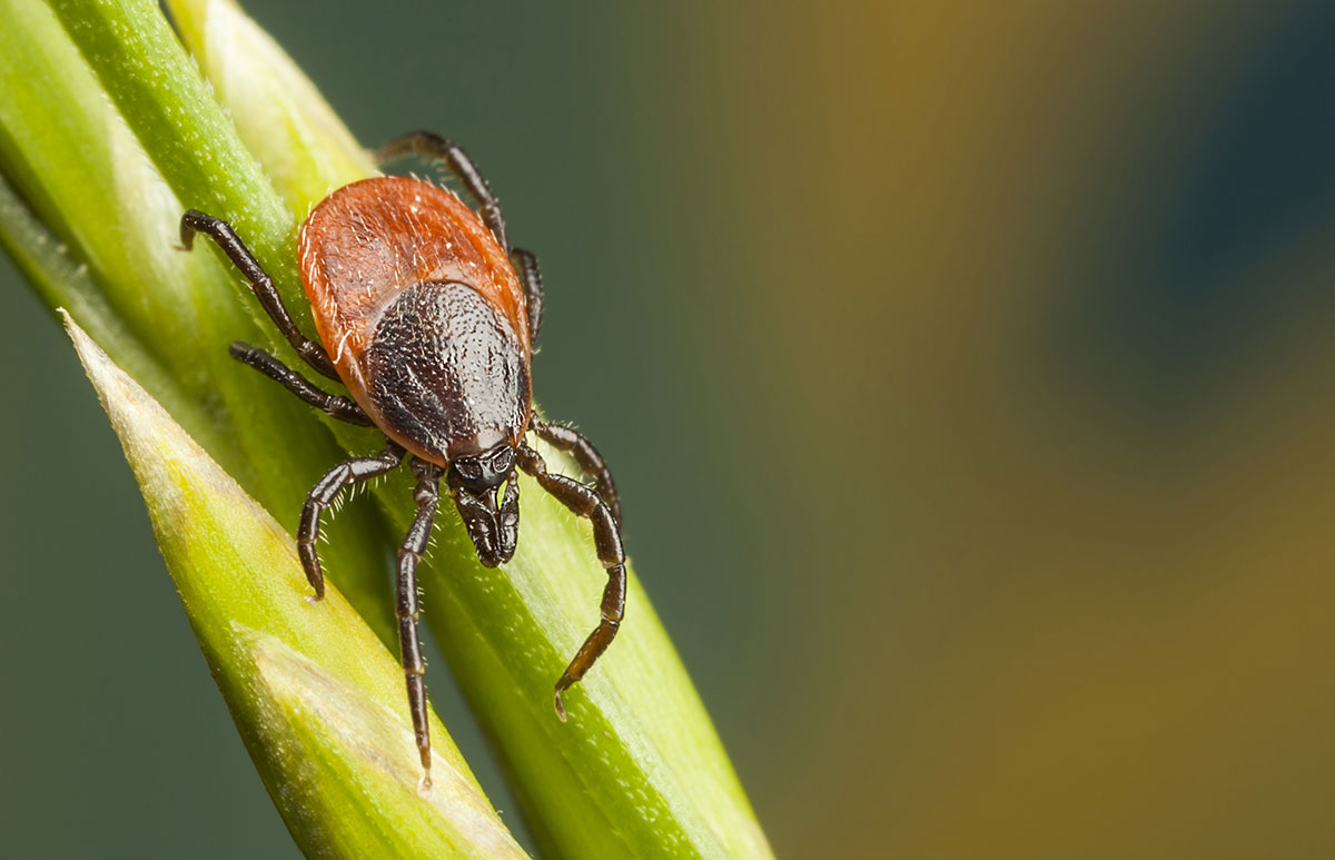 tick on branch