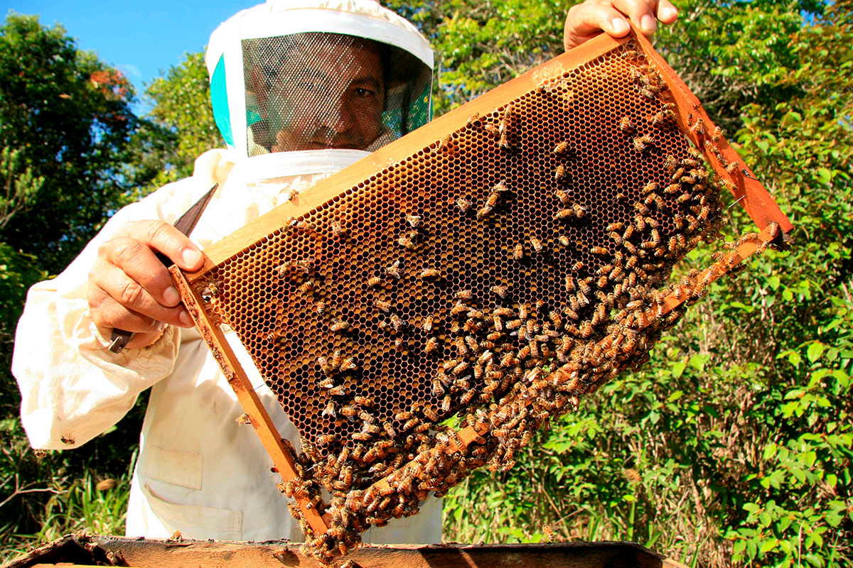 beekeeper