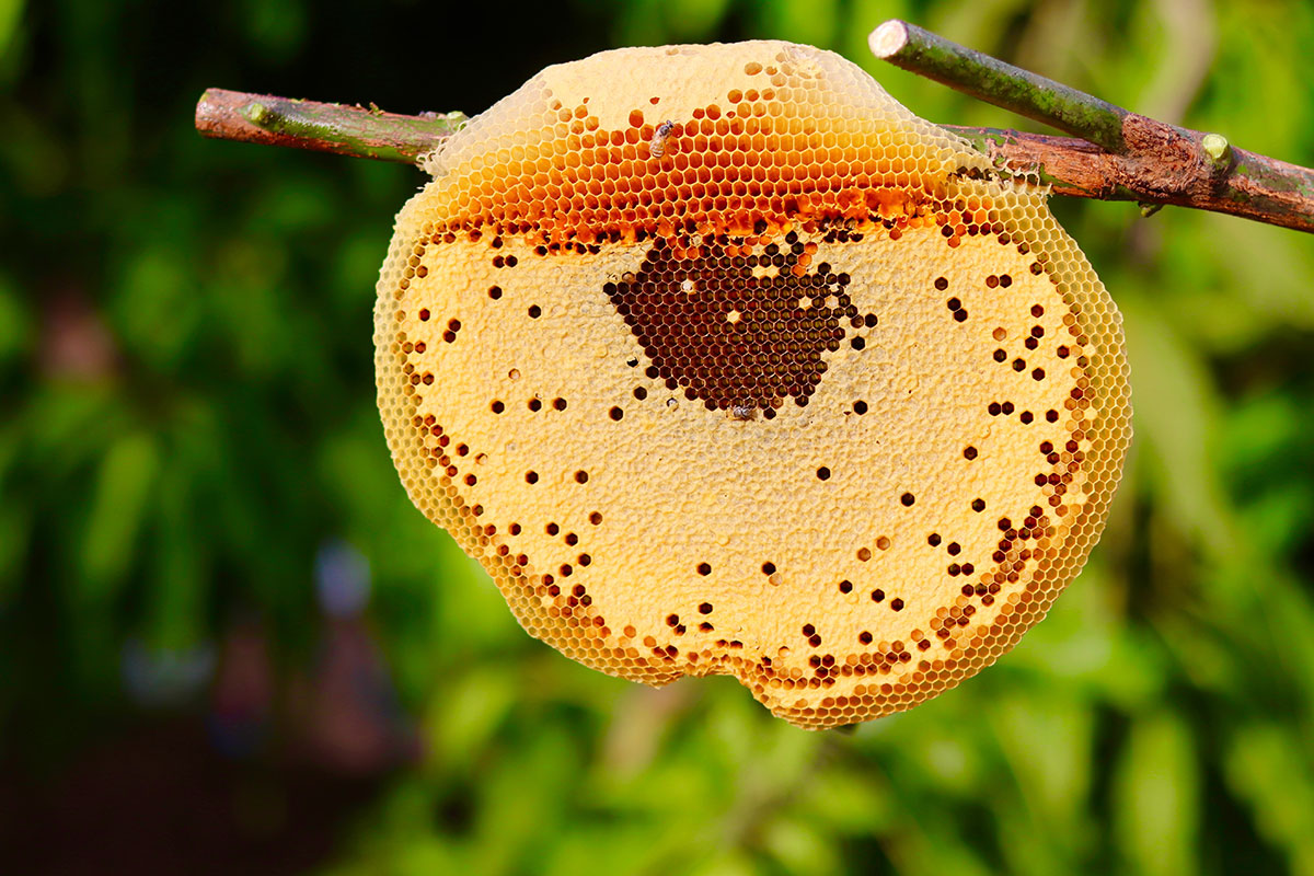hanging honeycomb