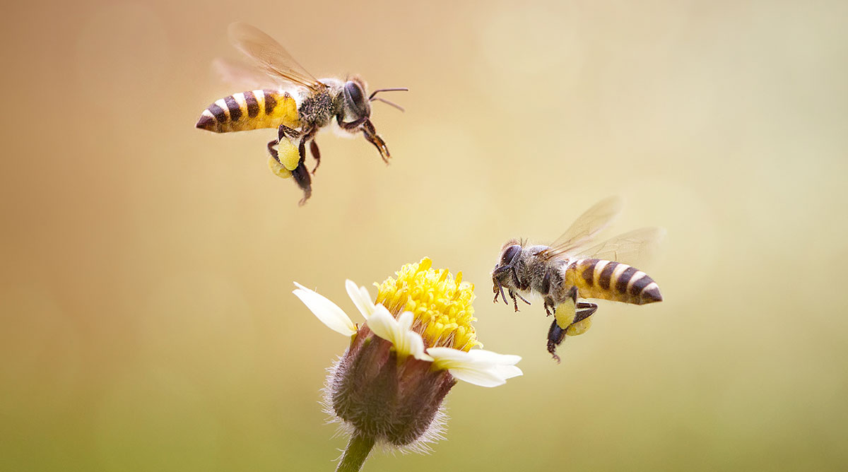 worker bees