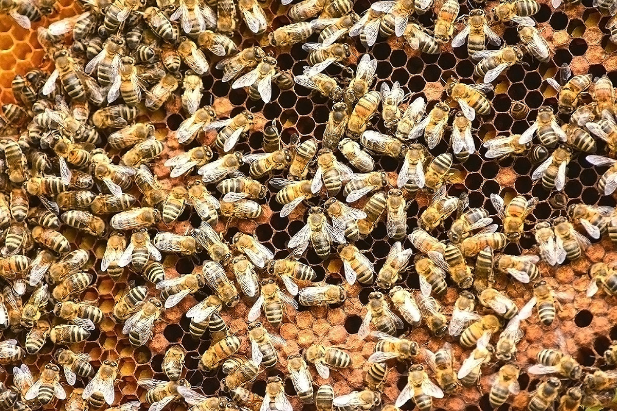 bee colony