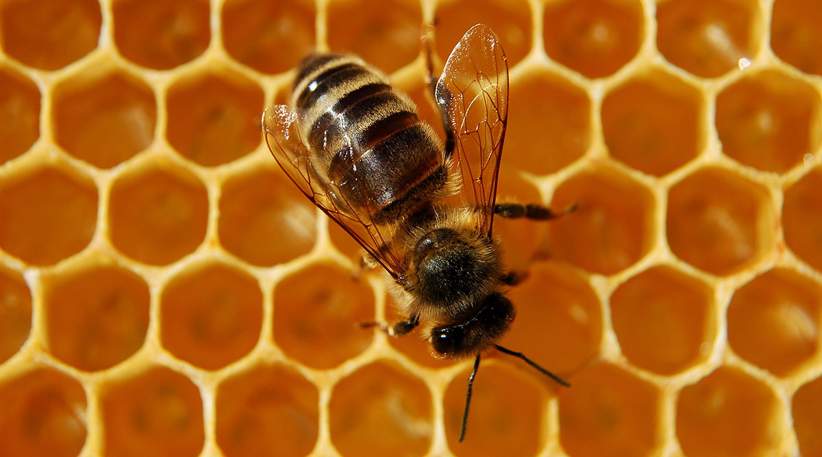 drone bee