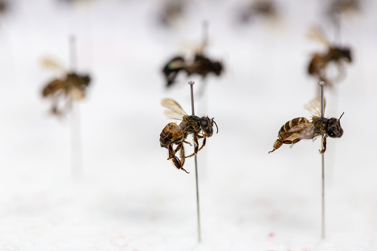 sample of bees