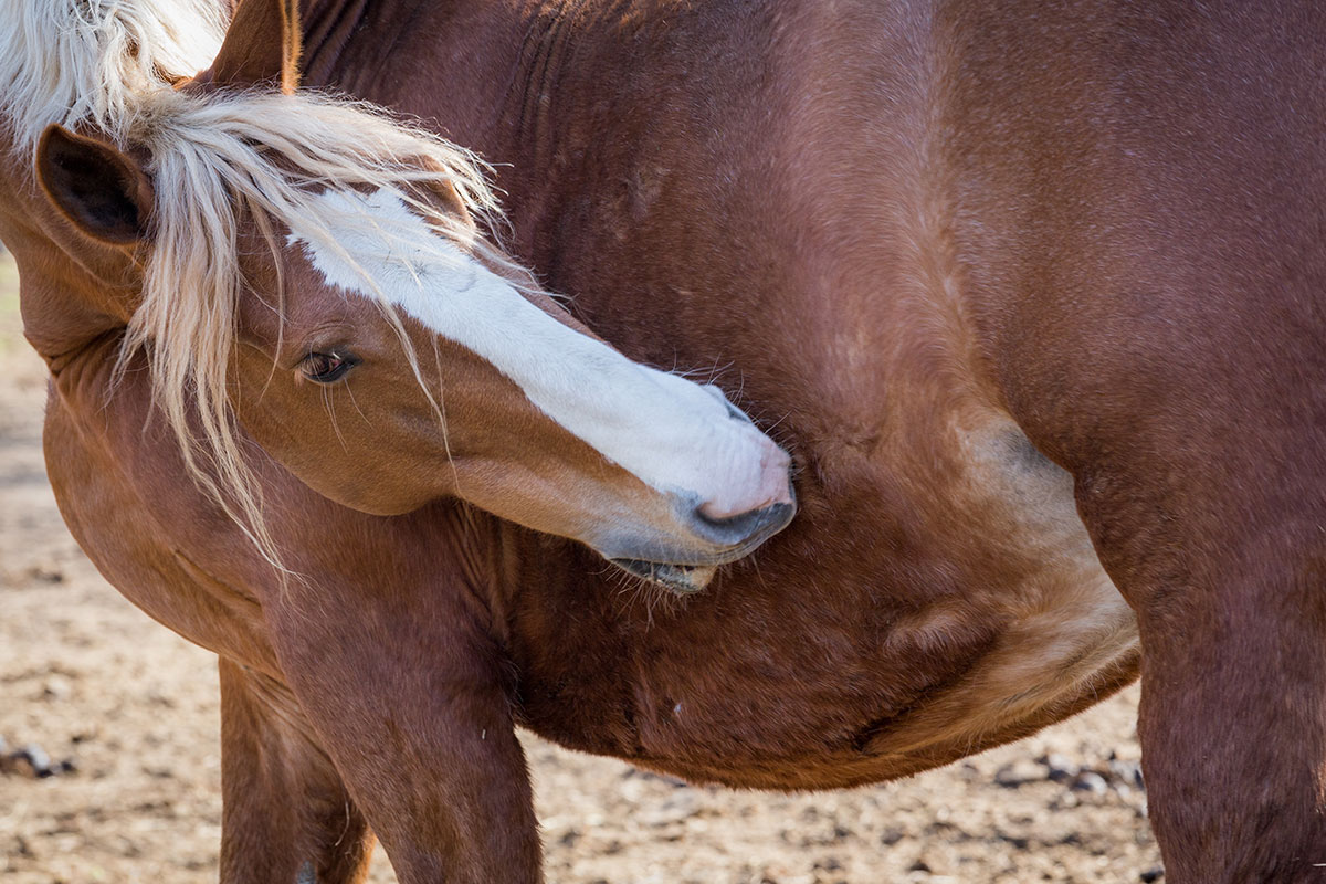 horse scratching