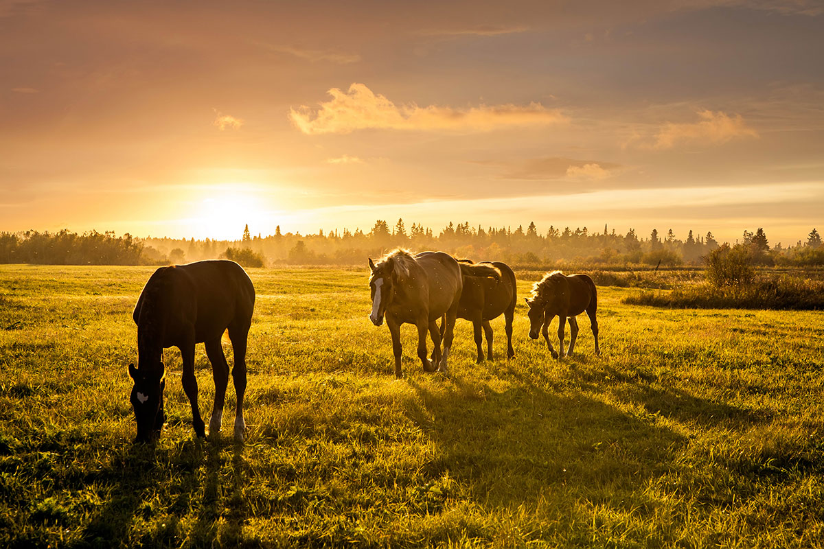 horses in meadow