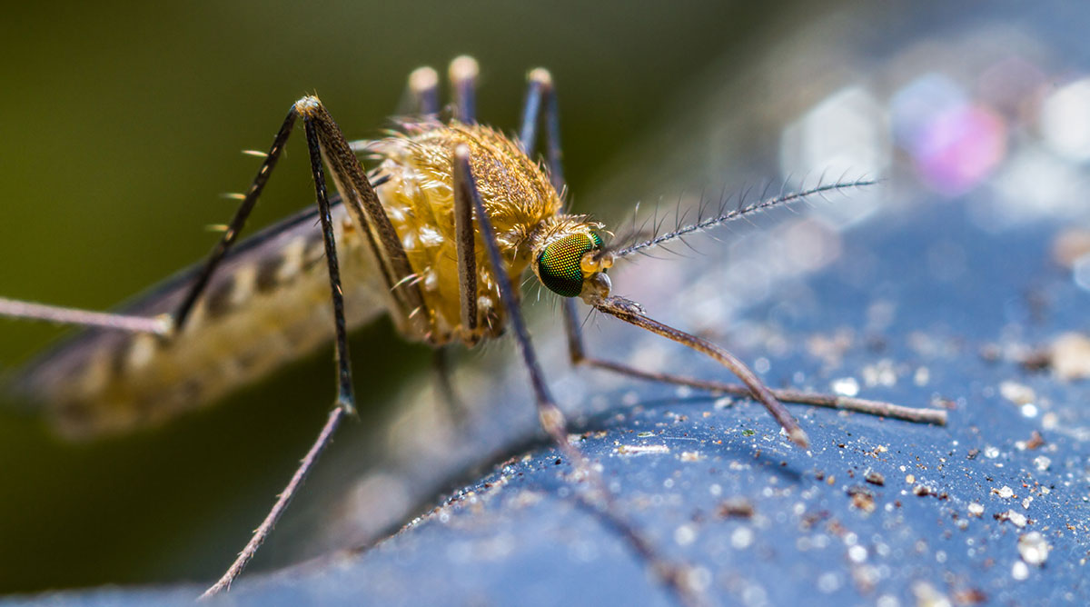 mosquito adult