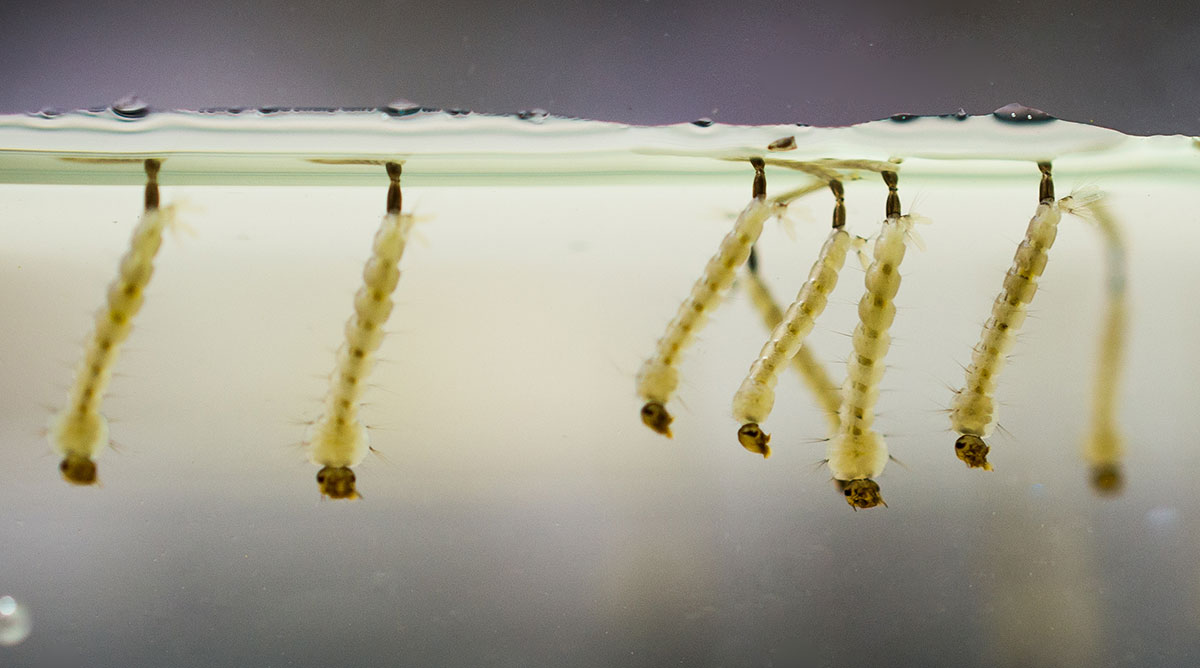 mosquito larva