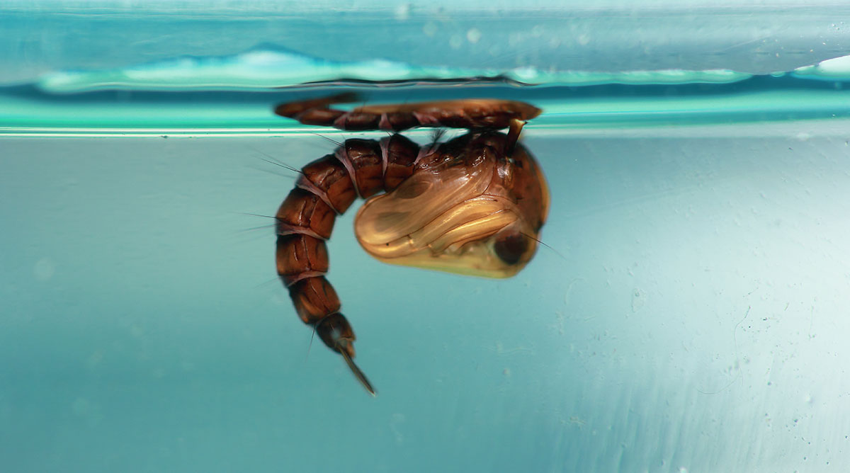 mosquito pupa