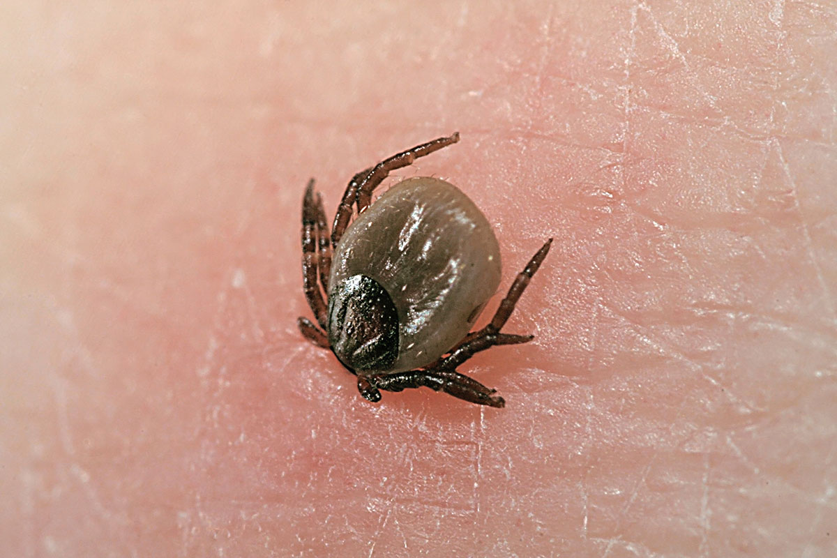biting tick