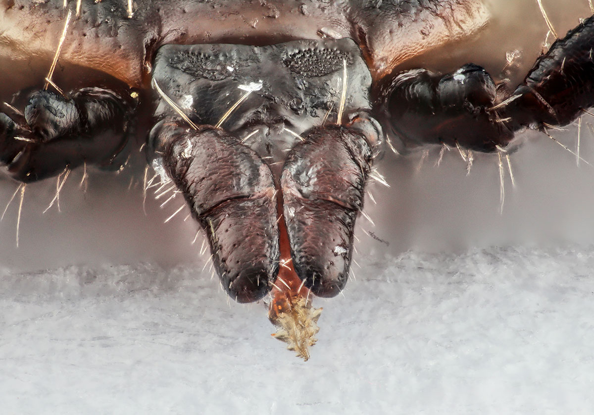tick mouthparts