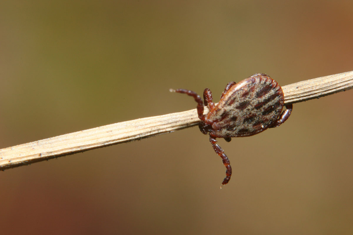 Winter Tick