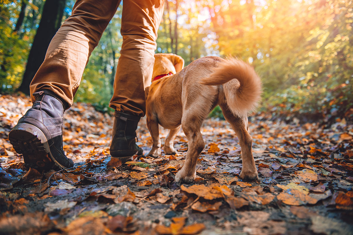 dog on trail