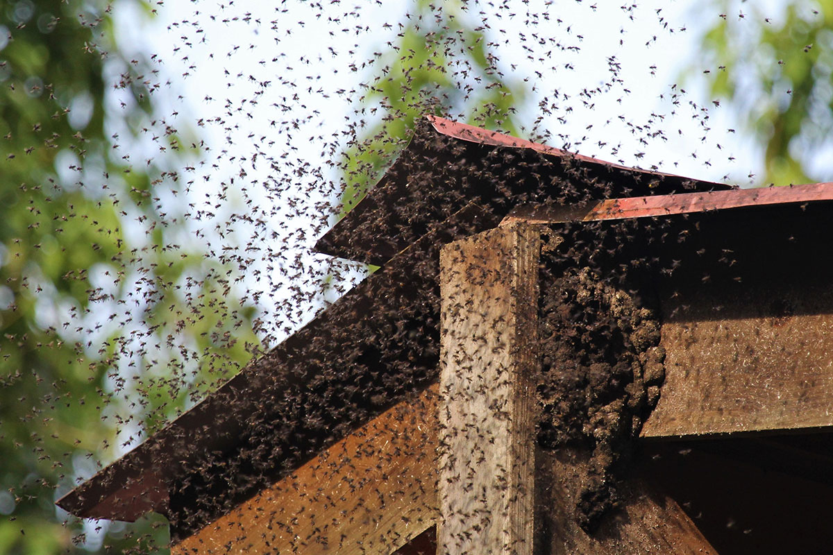 bee swarm