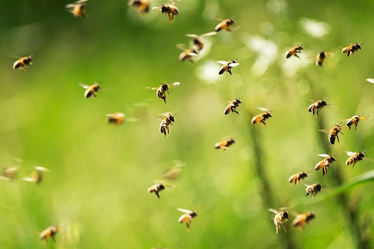flying bees
