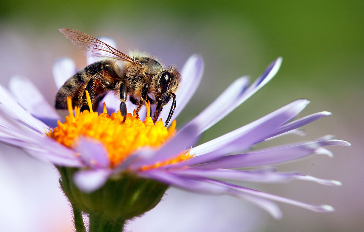 bee on flower