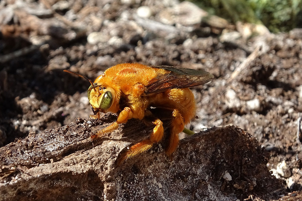 carpenter bee