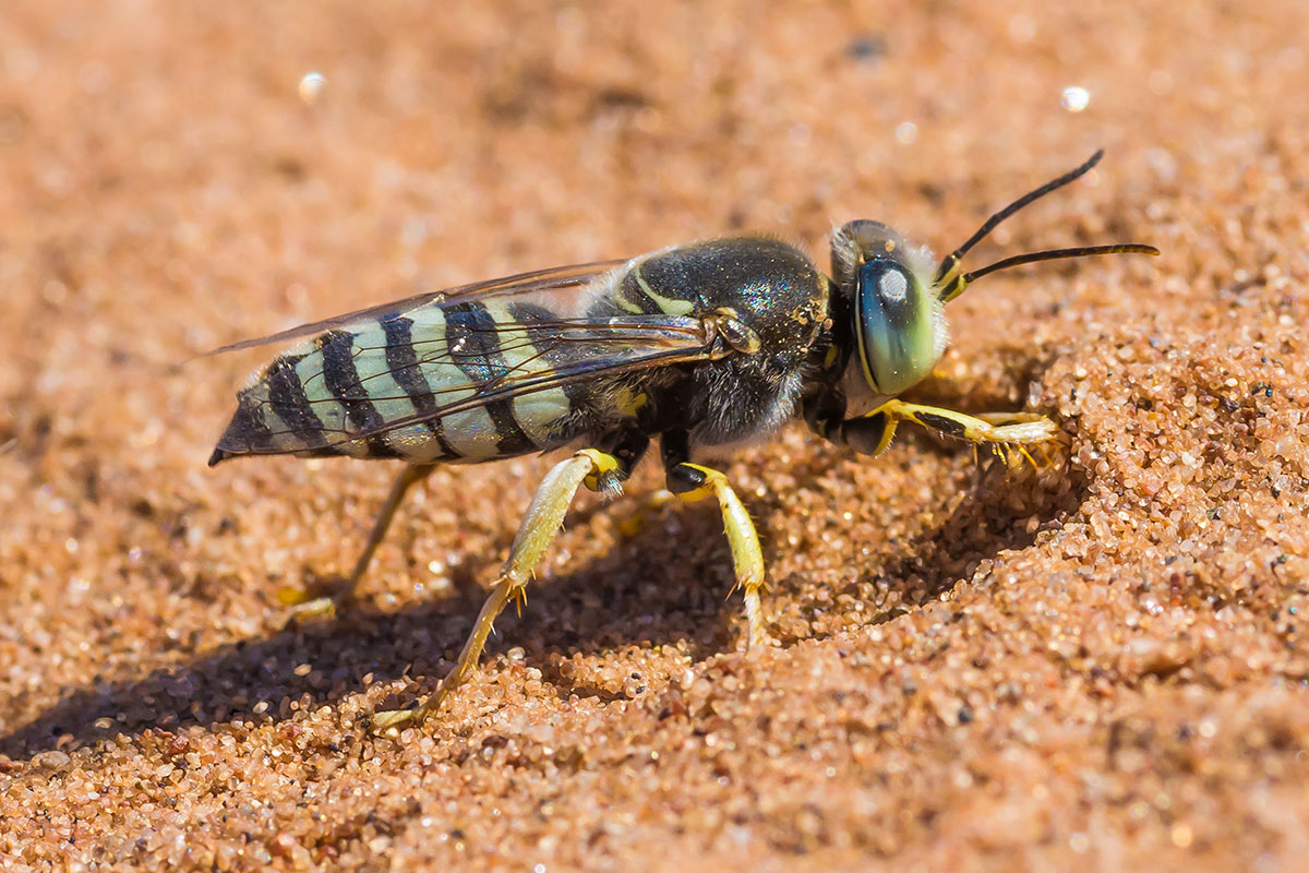 sand wasp