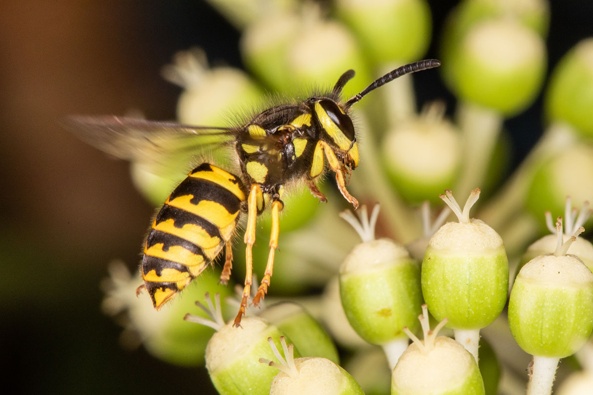 yellow jacket