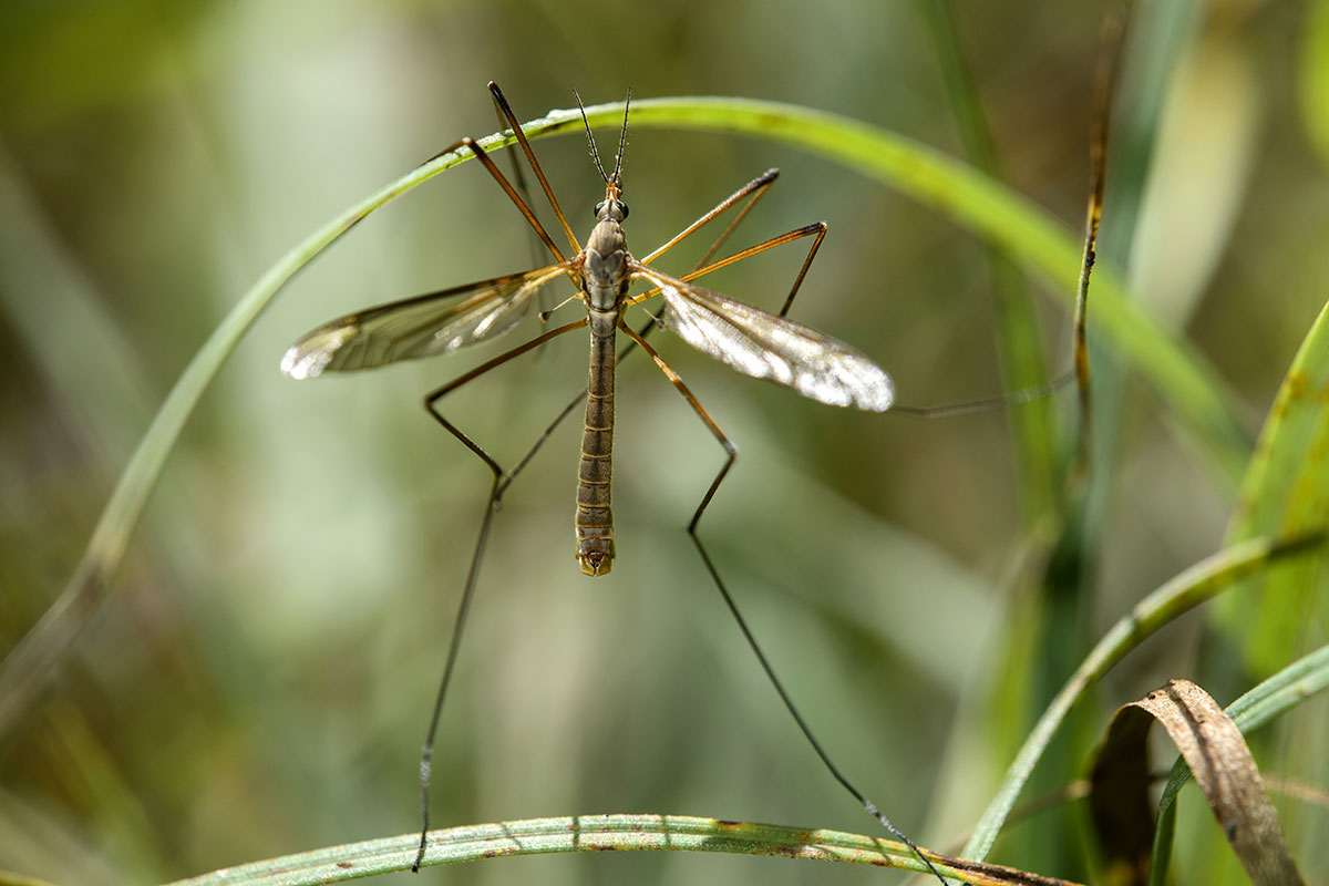 crane fly