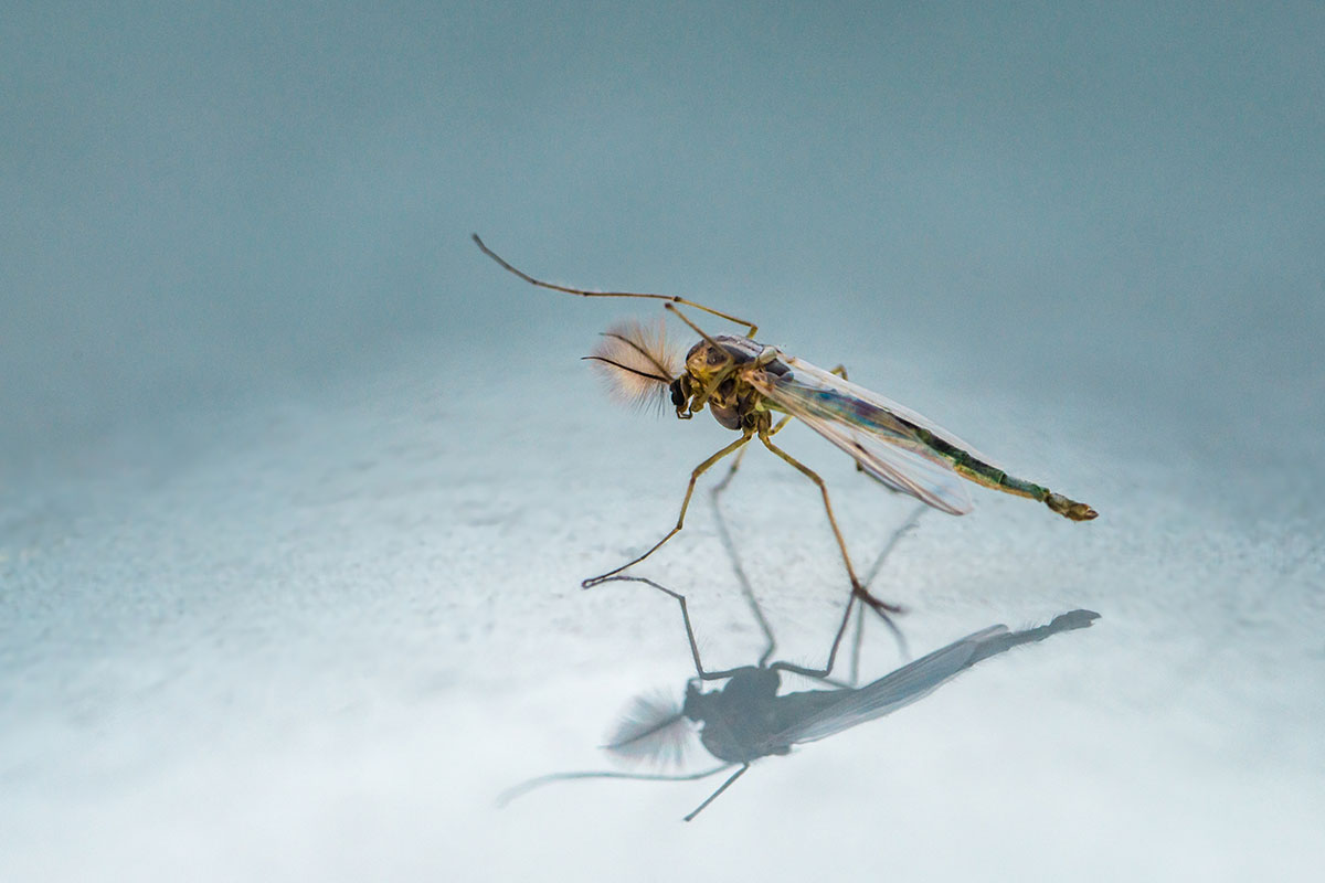 chironomid midge