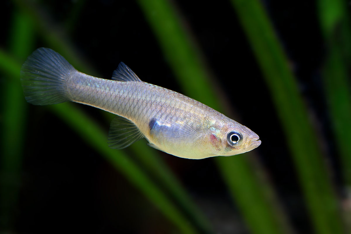 mosquitofish