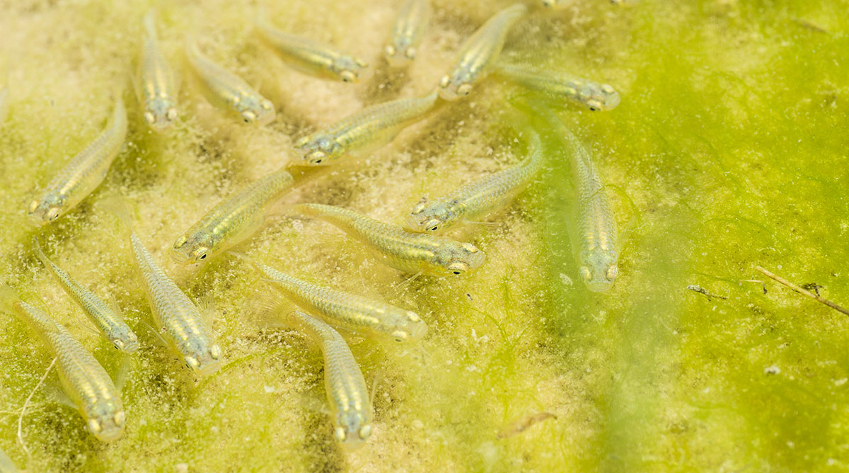 mosquitofish brood