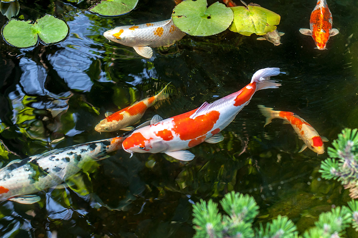 ornamental pond