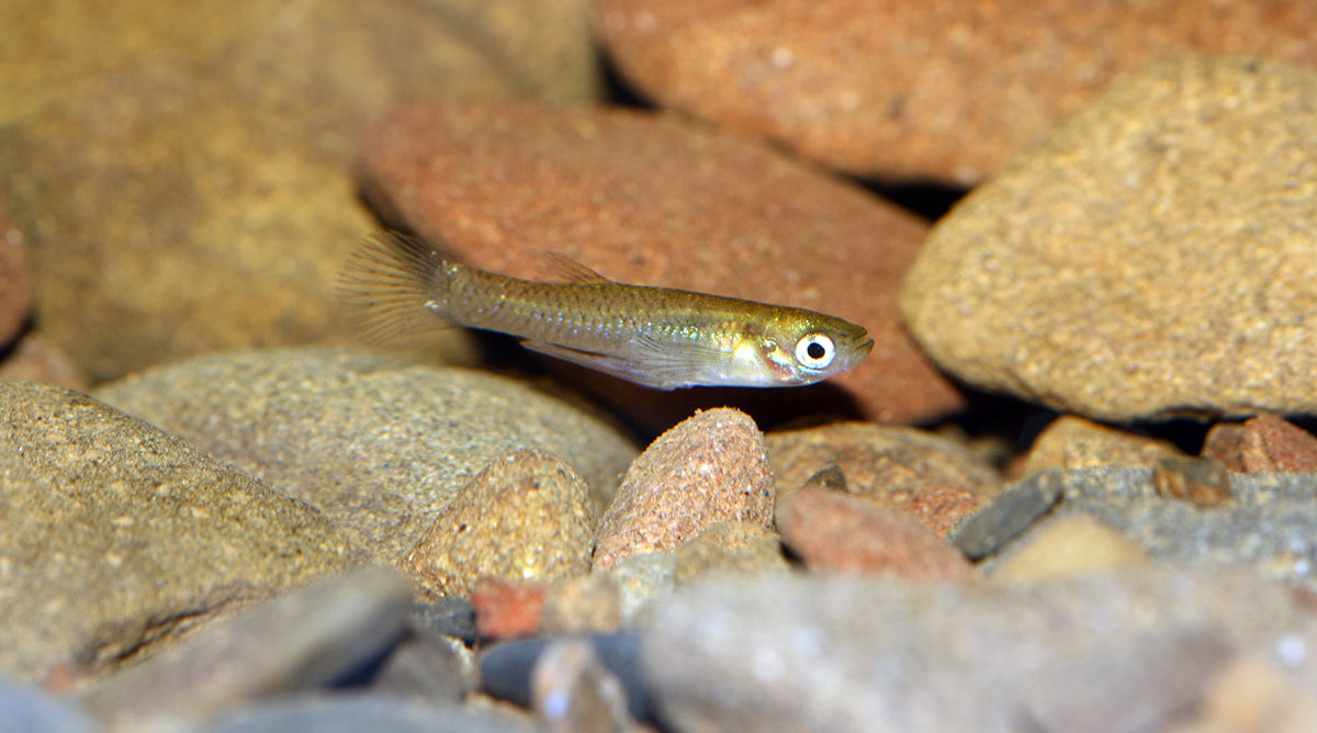 mosquitofish in rocks