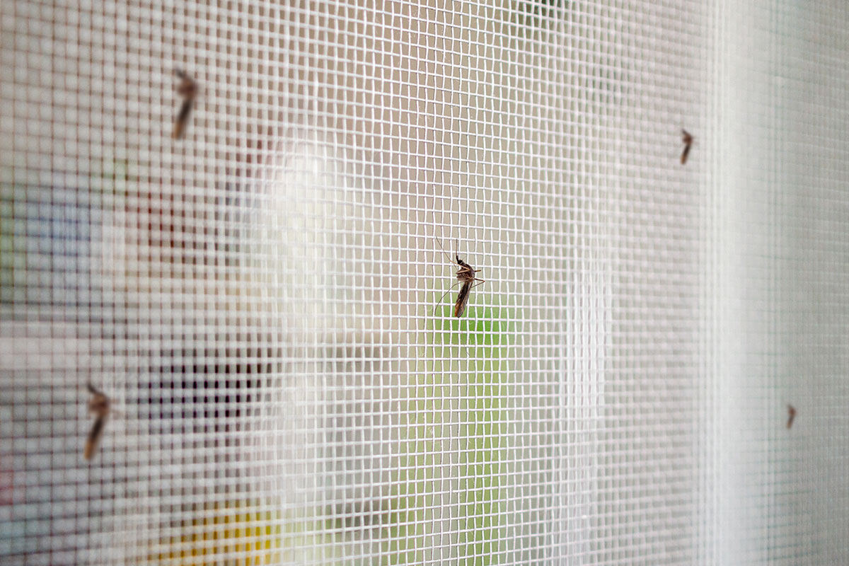 mosquitos on screen