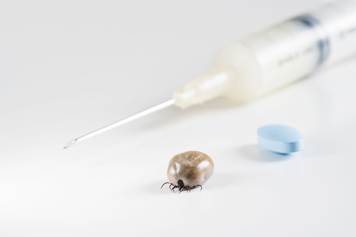 tick with antibiotics