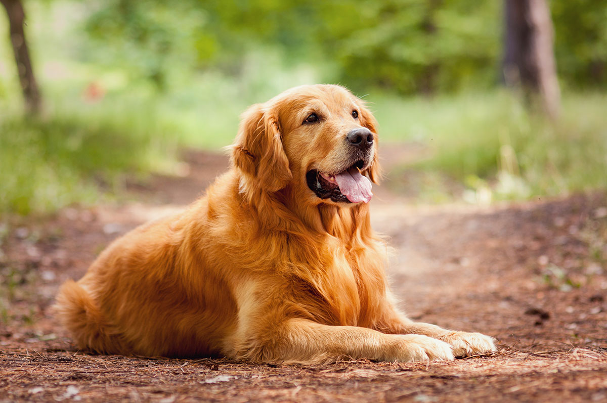 dog in park