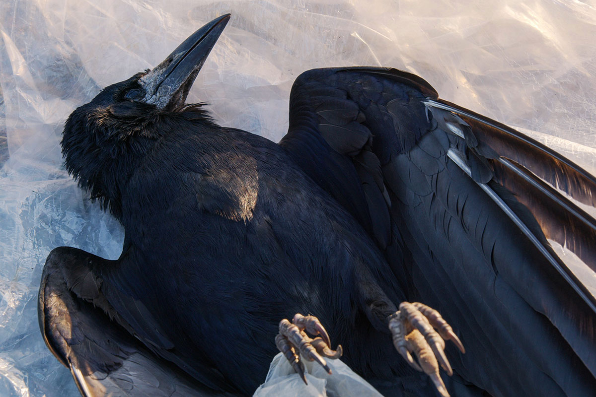 dead crow