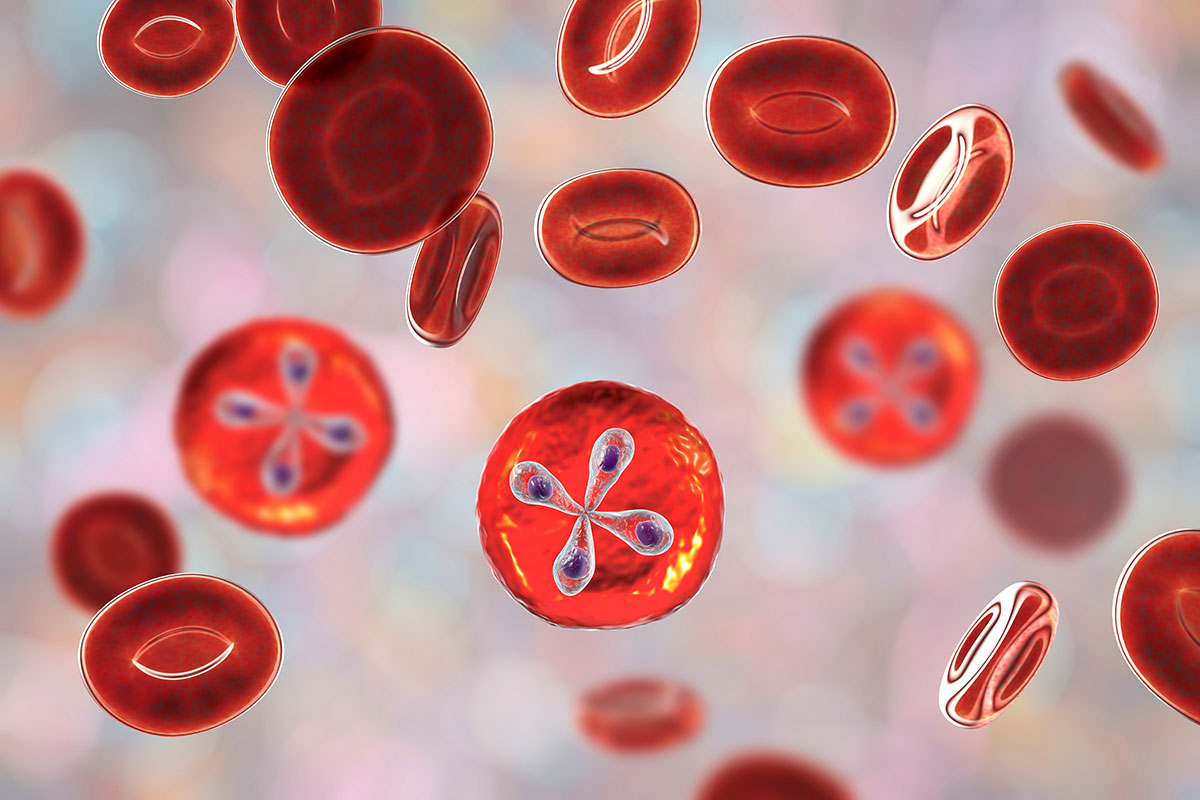 Bebesiosis illustration