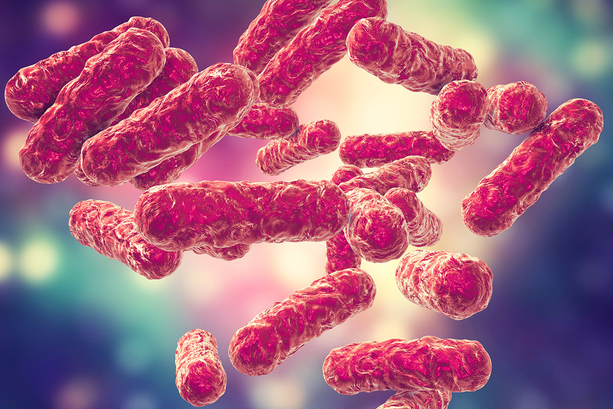 Bartonella bacteria illustration