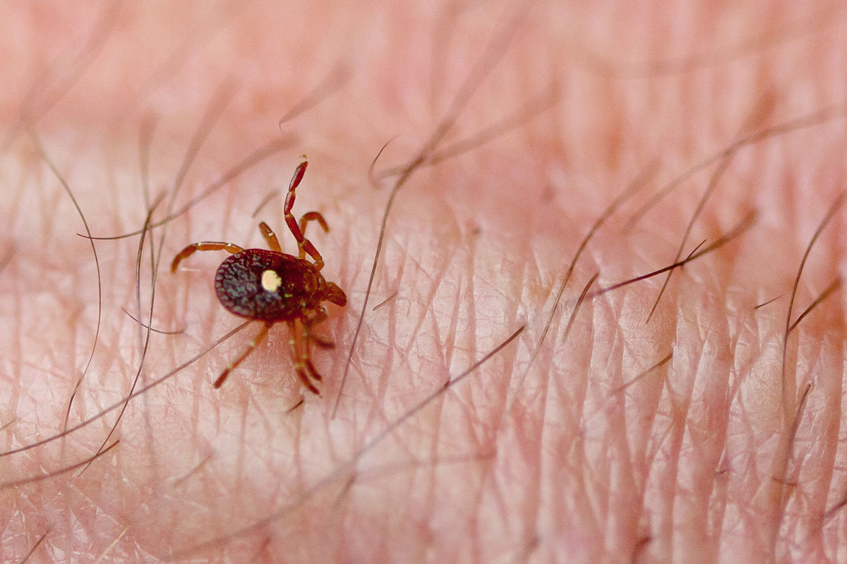 tick on skin