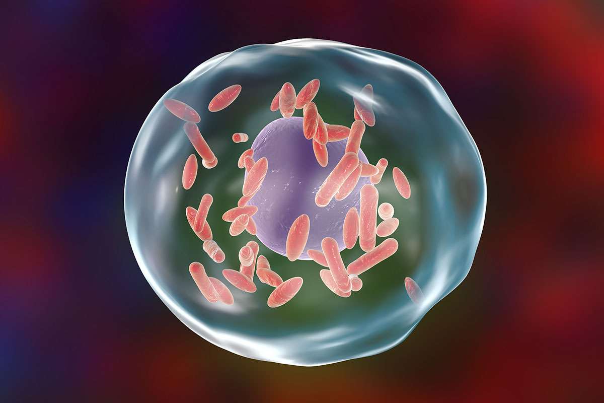 Q fever illustration