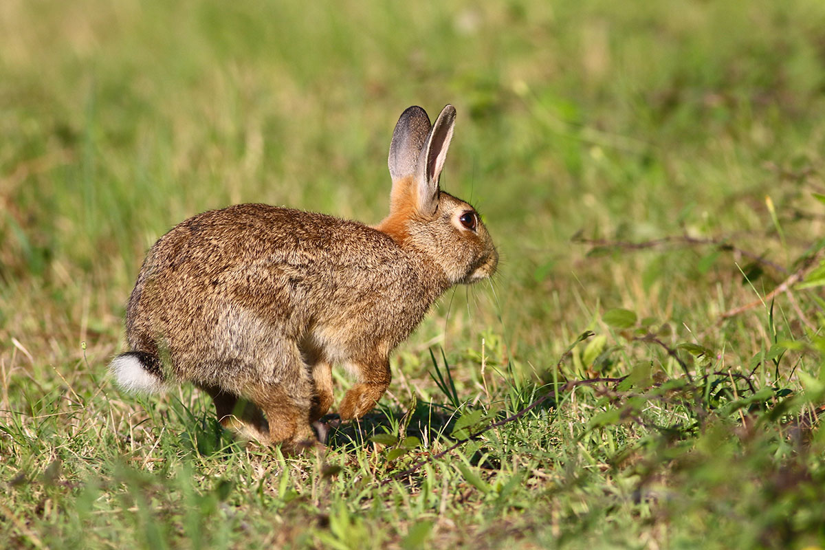 rabbit