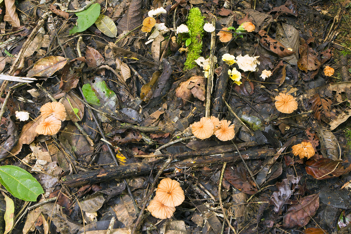 moist vegetation