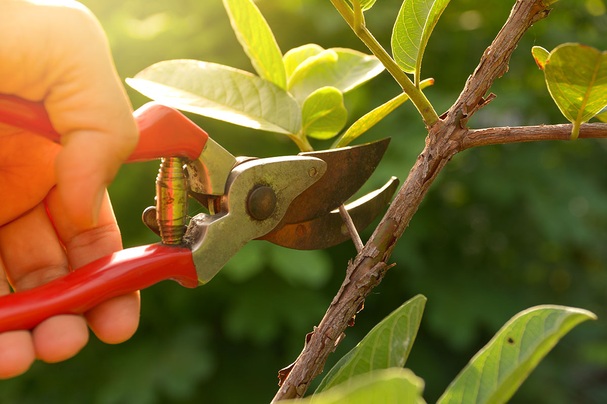 pruning a tree