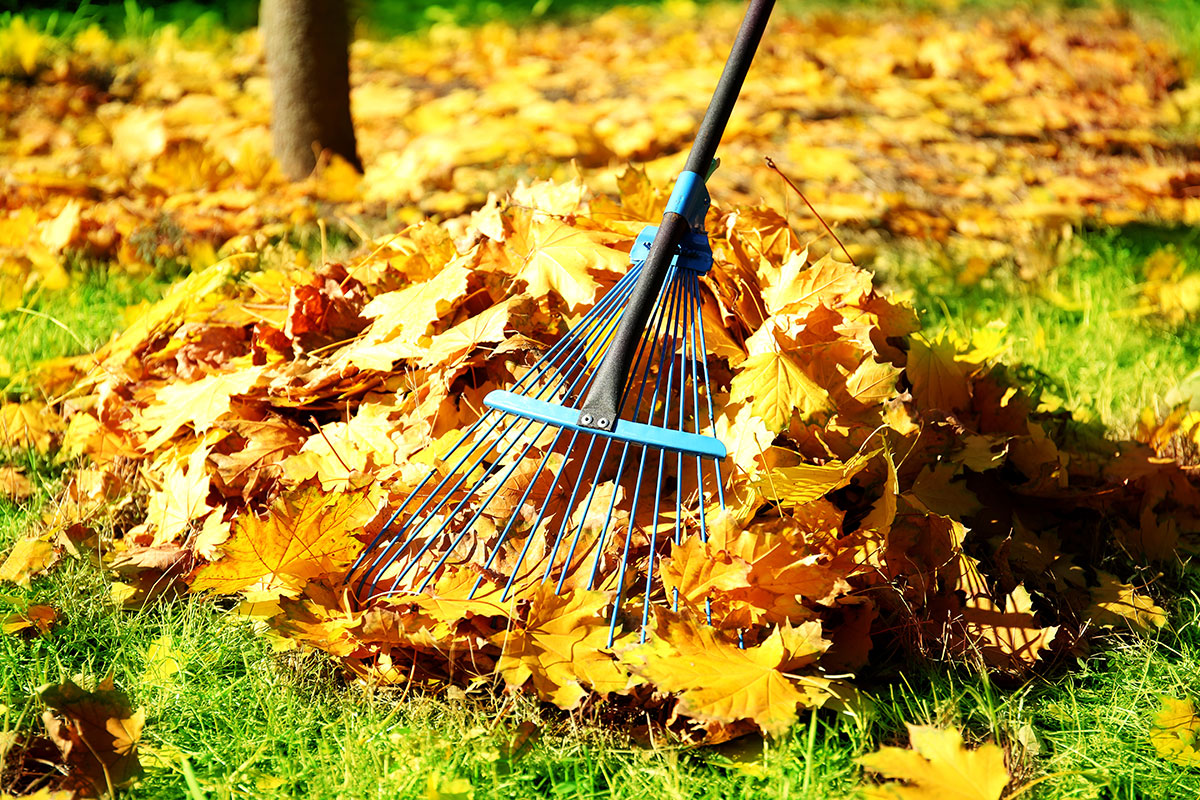 raking leaves