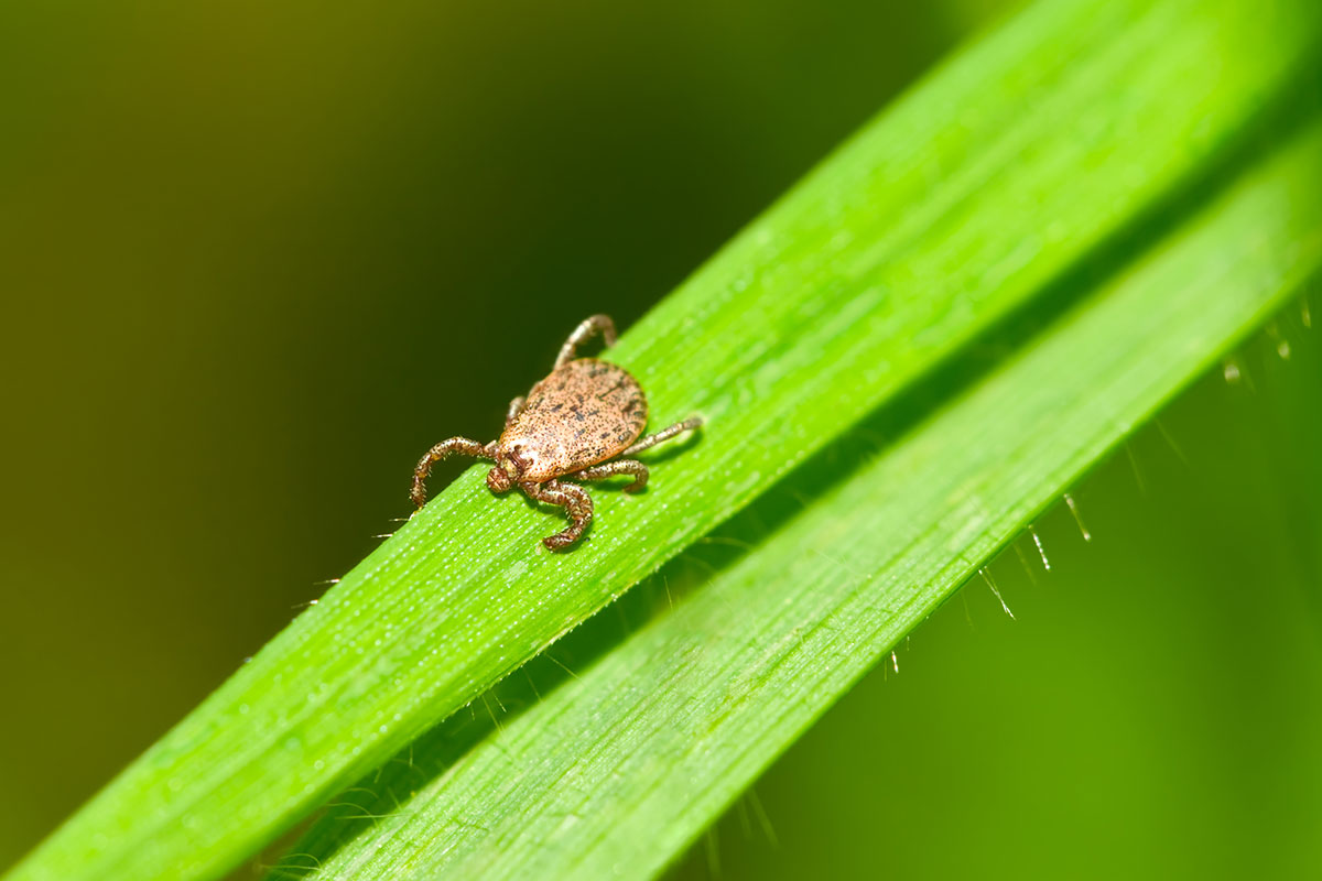Pacific Coast Tick