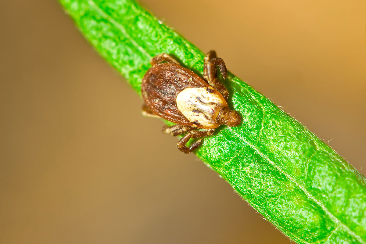 Rocky Mountain Wood Tick